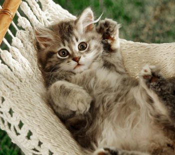 kitten in hammock British shorthair